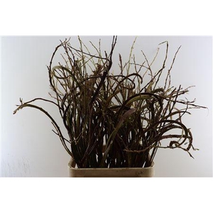 SALIX SEKKA BANDWILG