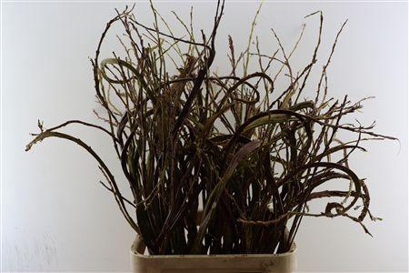 <h4>SALIX SEKKA BANDWILG</h4>