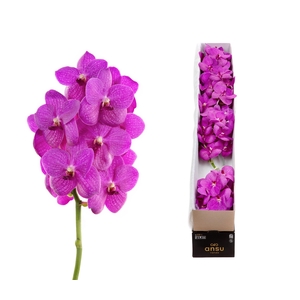 Vanda Hot Pink x4