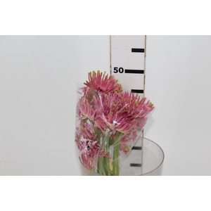 GERBERA SPIDER AMAZING < 050 CM > 10 CM DIAM