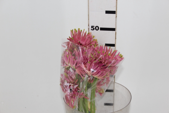 <h4>GERBERA SPIDER AMAZING < 050 CM > 10 CM DIAM</h4>
