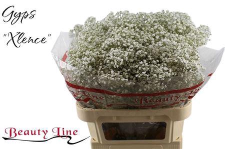 <h4>Gyps Pa Xlence</h4>