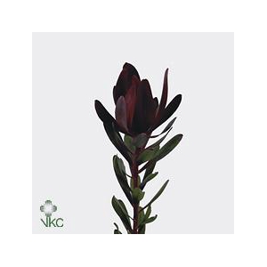 Leucadendron saf sunset