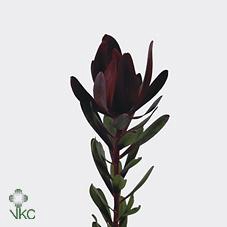 <h4>Leucadendron saf sunset</h4>