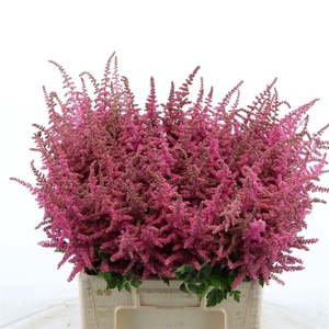Astilbe Loud And Proud