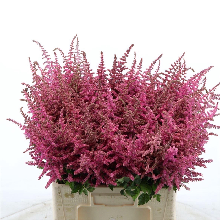 <h4>Astilbe Loud And Proud</h4>