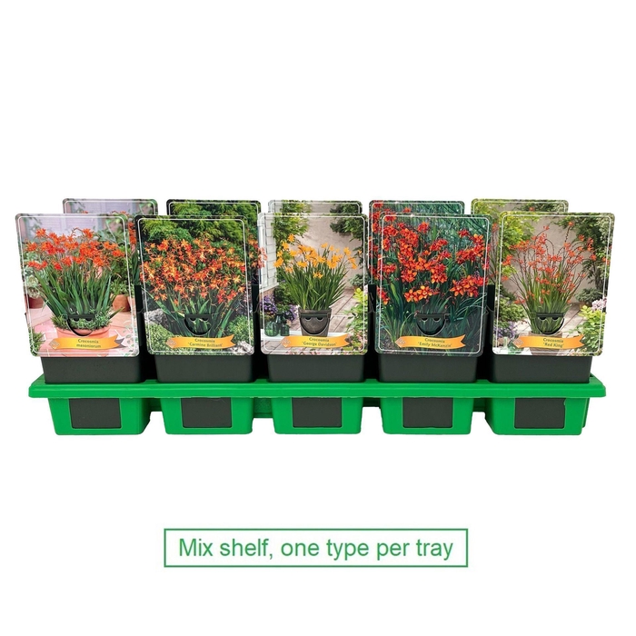 <h4>Crocosmia overig</h4>