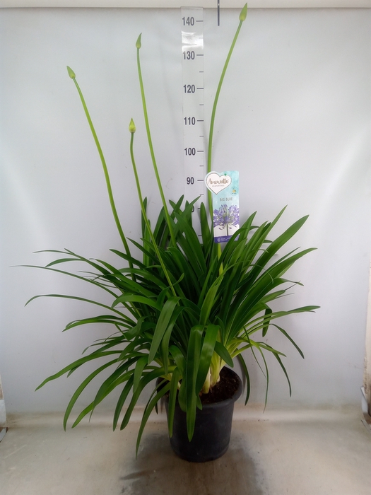 <h4>Agapanthus  'Big Blue'</h4>