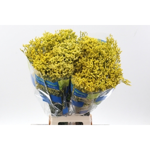 Lim S Painted Yellow
