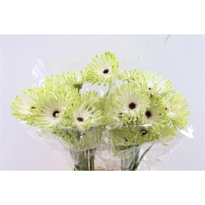 <h4>Ge Kv Pastini Arona</h4>