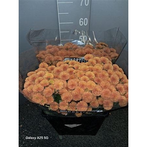 Chr San Pompon Orange Arancione