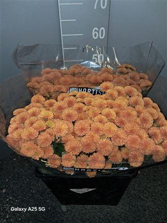 <h4>Chr San Pompon Orange Arancione</h4>