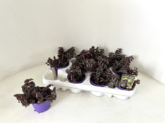 <h4>TRAD ZE PURPUSII</h4>