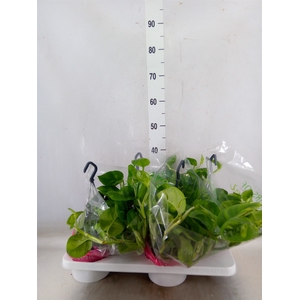 Epipremnum pinn. 'Global Green'
