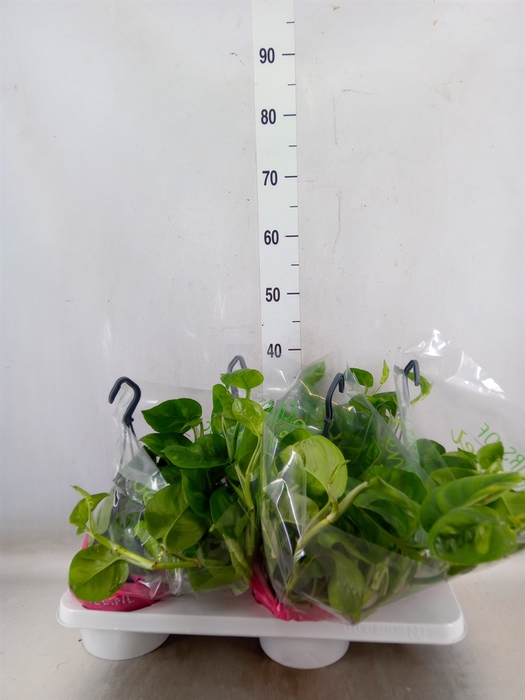 <h4>Epipremnum pinn. 'Global Green'</h4>
