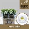 Eust Du Rosita White