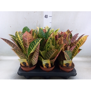 Codiaeum var. GR 'Petra'