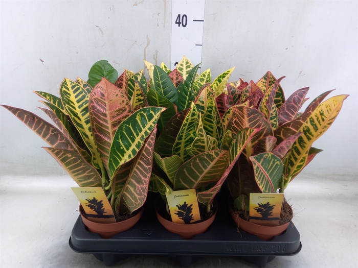 <h4>Codiaeum var. GR 'Petra'</h4>