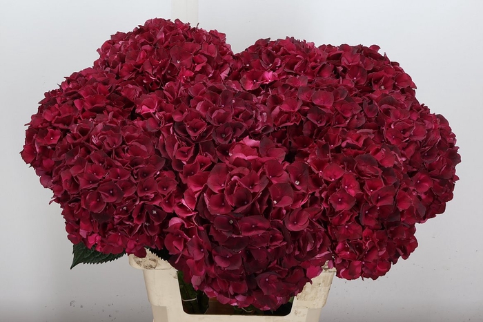 <h4>Hyd M Mag Dark Ruby 65-19</h4>