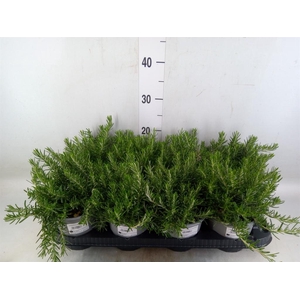 Rosmarinus offi. 'Prostratus'