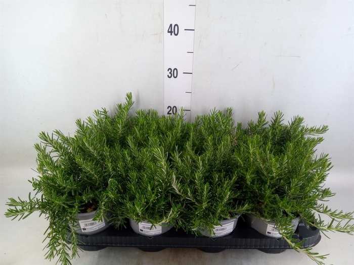 <h4>Rosmarinus offi. 'Prostratus'</h4>