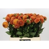 Dahlia Cornel Bronze