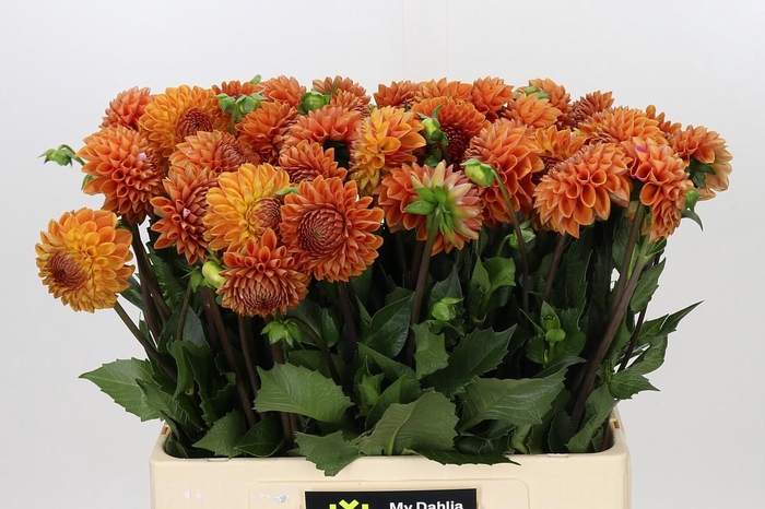 <h4>Dahlia Cornel Bronze</h4>