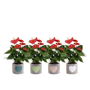 Anthurium Esudo in Jolijn 3 ceramics