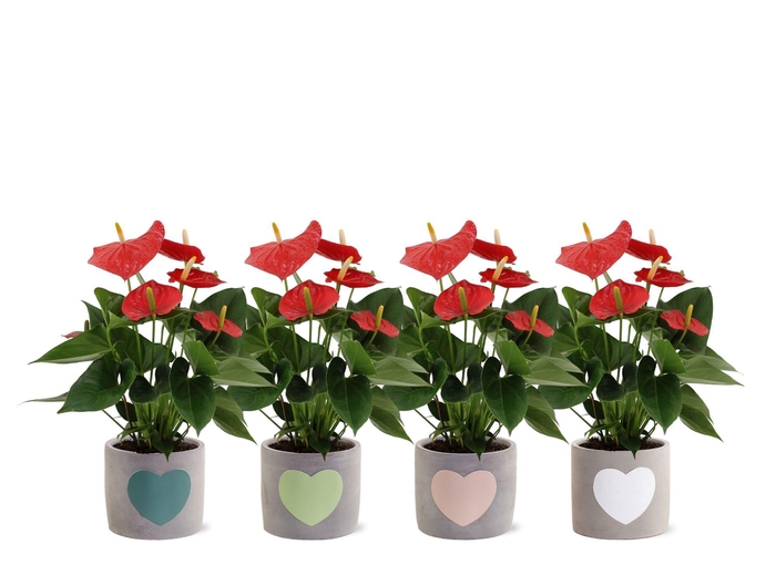 <h4>Anthurium 12 cm Esudo in Jolijn 3 ceramics</h4>
