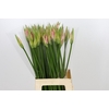 Nerine Vesta K
