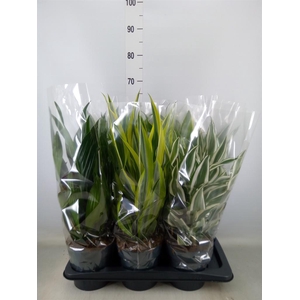 Dracaena frag.   ...mix 3