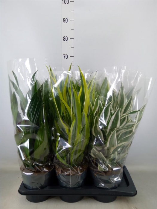 <h4>Dracaena frag.   ...mix 3</h4>