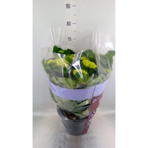 Hydrangea mac. 'Schneeball'