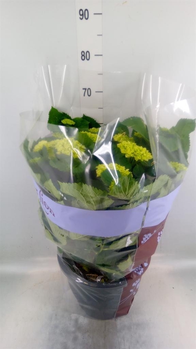 <h4>Hydrangea mac. 'Schneeball'</h4>