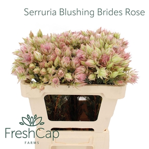 Serruria Blushing Brides Rose 2-5 Flwrs