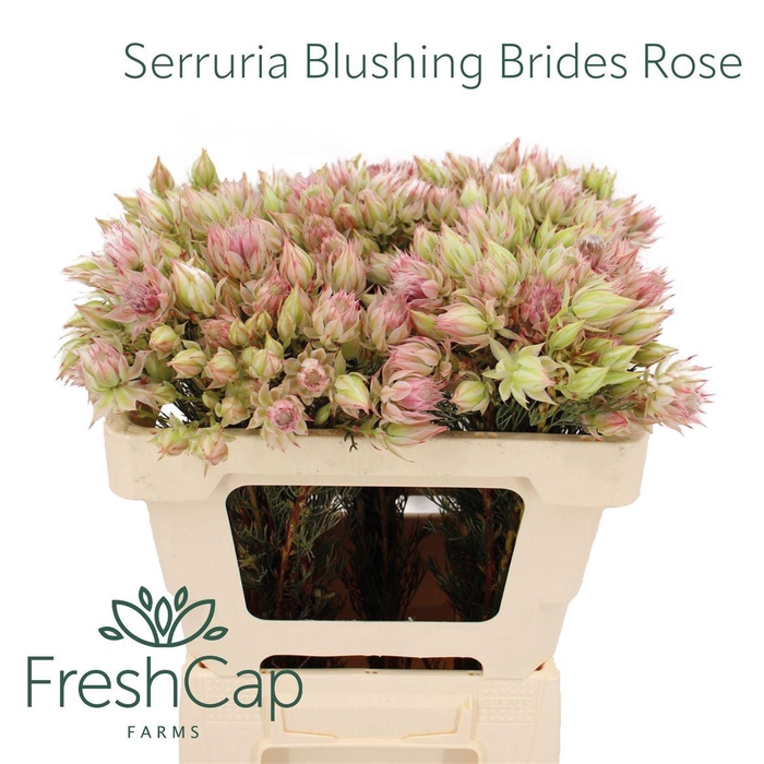 <h4>Serruria Blushing Brides Rose 2-5 Flwrs</h4>