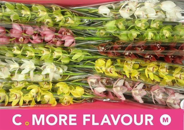 <h4>CYMB MI GEM</h4>