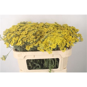 Achillea Moonshine