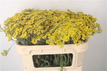 <h4>Achillea Moonshine</h4>