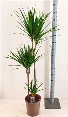 <h4>Dra Marginata 75-45-10 Cm</h4>