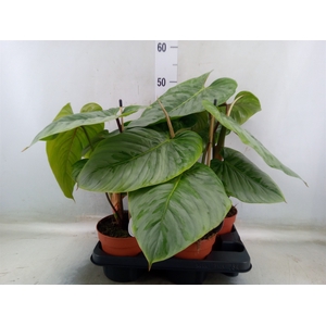 Philodendron   ...