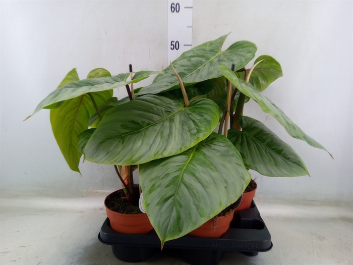 <h4>Philodendron   ...</h4>