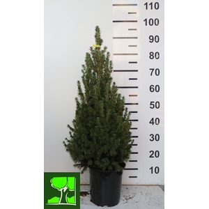 PICEA GL CONICA