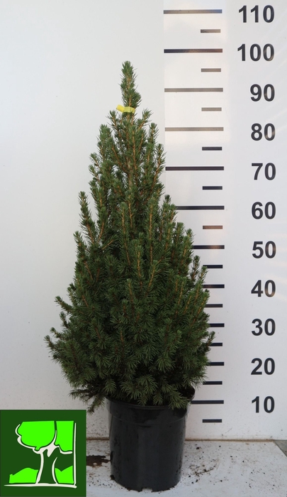 <h4>PICEA GL CONICA</h4>