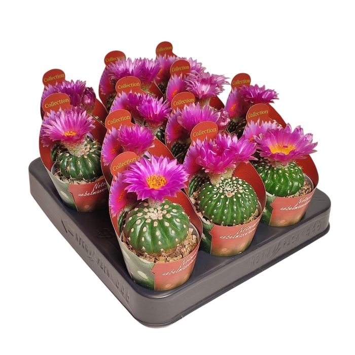 <h4>CACTUS OV</h4>