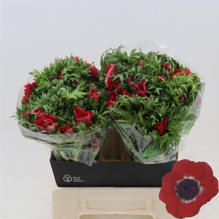 <h4>Anemone Galil Rood</h4>