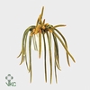Aporocactus hangpot Malisonii