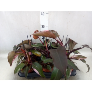 Philodendron   ...