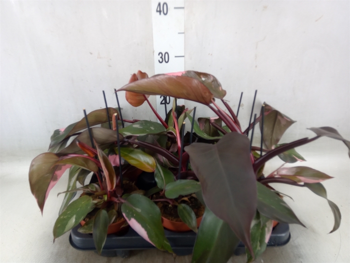 <h4>Philodendron   ...</h4>
