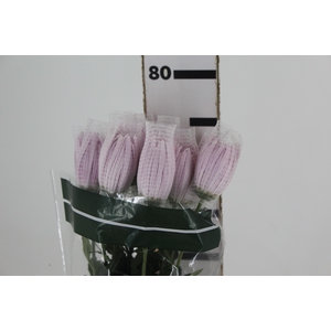 ANASTASIA ROSE 080 CM LILAS